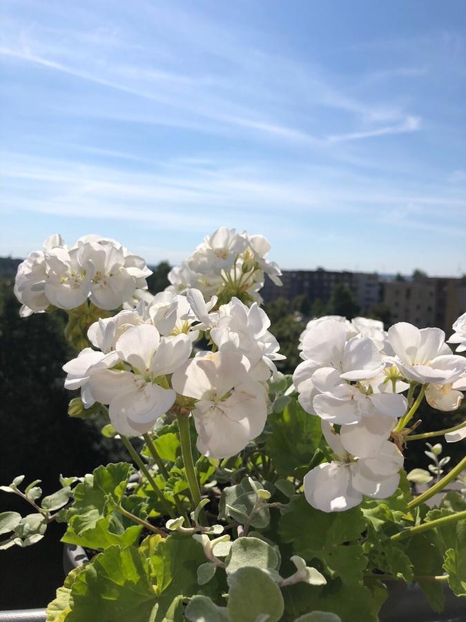 apartamentai Palanga Bagian luar foto